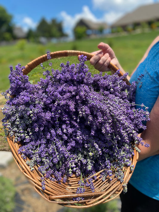 Hubland Farms Lavender Harvest Tour at Sat, Jun 13, 2026 09:00 AM CDT